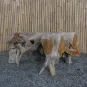 morepic-8